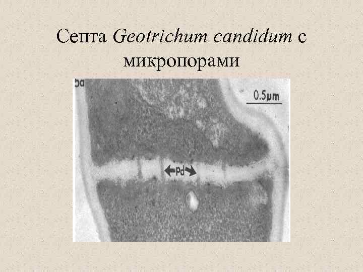 Септа Geotrichum candidum с микропорами 