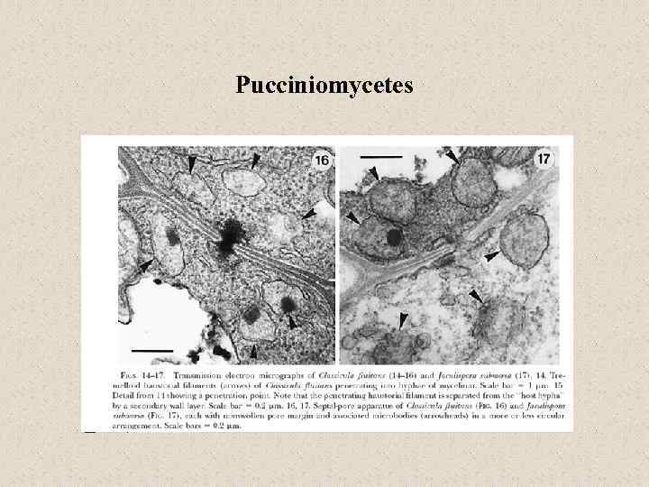 Pucciniomycetes 