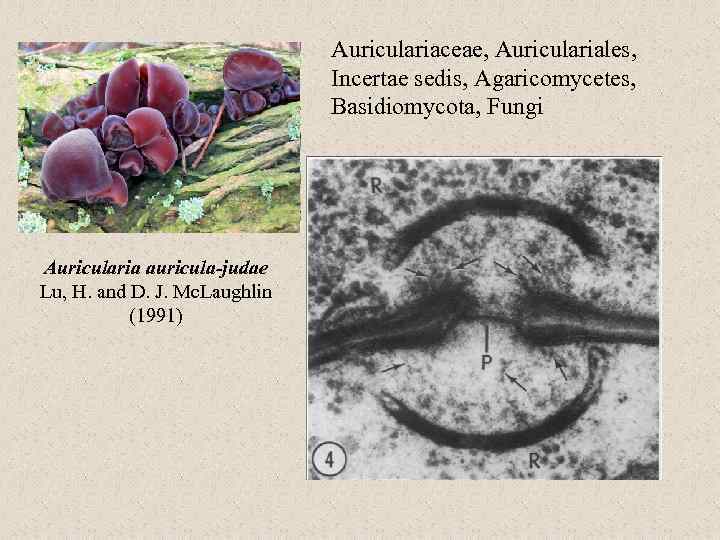 Auriculariaceae, Auriculariales, Incertae sedis, Agaricomycetes, Basidiomycota, Fungi Auricularia auricula-judae Lu, H. and D. J.