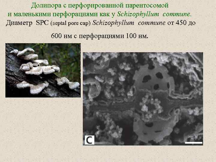 Долипора с перфорированной парентосомой и маленькими перфорациями как у Schizophyllum commune. Диаметр SPC (septal