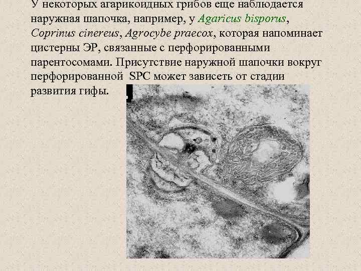 У некоторых агарикоидных грибов еще наблюдается наружная шапочка, например, у Agaricus bisporus, Coprinus cinereus,