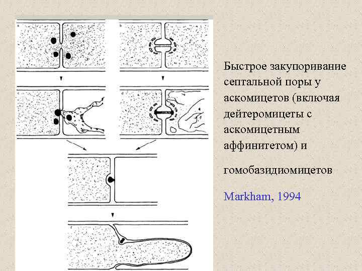 Быстрое закупоривание септальной поры у аскомицетов (включая дейтеромицеты с аскомицетным аффинитетом) и гомобазидиомицетов Markham,