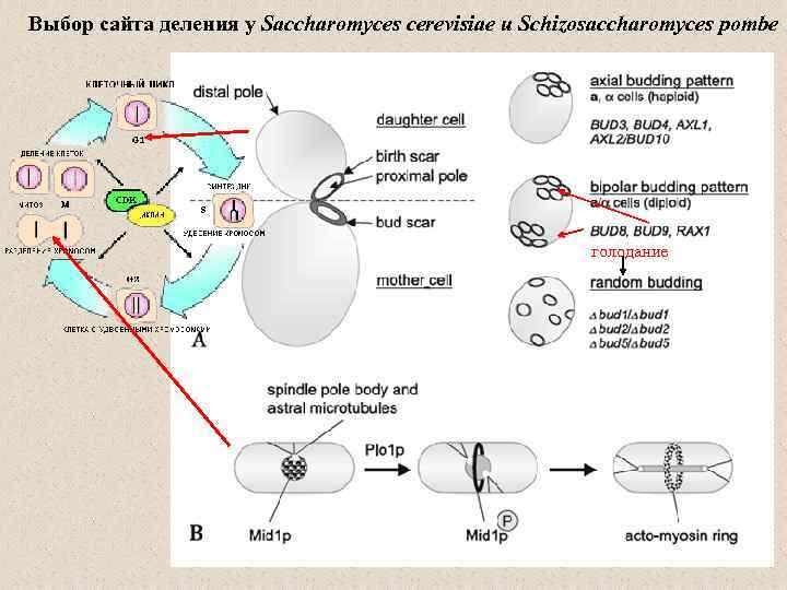 Выбор сайта деления у Saccharomyces cerevisiae и Schizosaccharomyces pombe голодание 