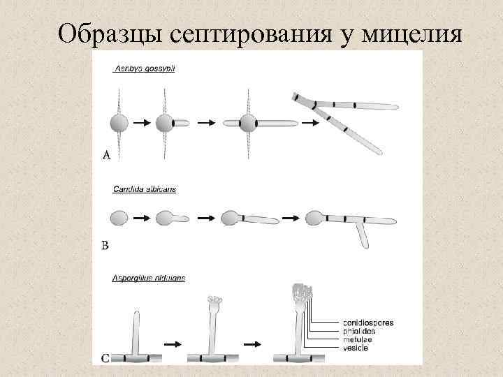 Образцы септирования у мицелия 