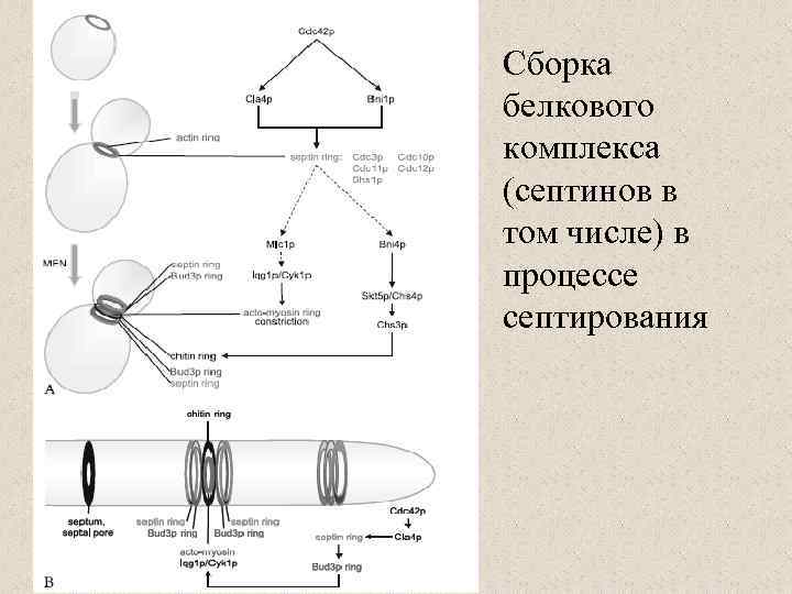 Сборка белкового комплекса (септинов в том числе) в процессе септирования 