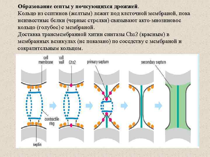 Образование септы у почкующихся дрожжей. Кольцо из септинов (желтым) лежит под клеточной мембраной, пока