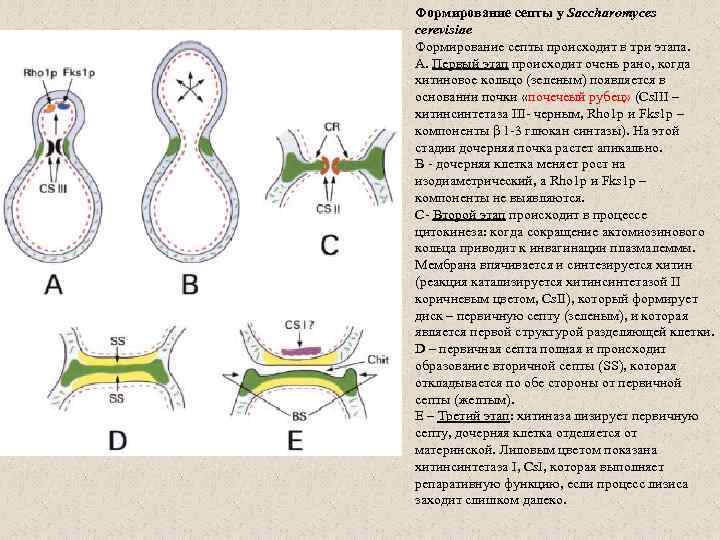 Формирование септы у Saccharomyces cerevisiae Формирование септы происходит в три этапа. А. Первый этап