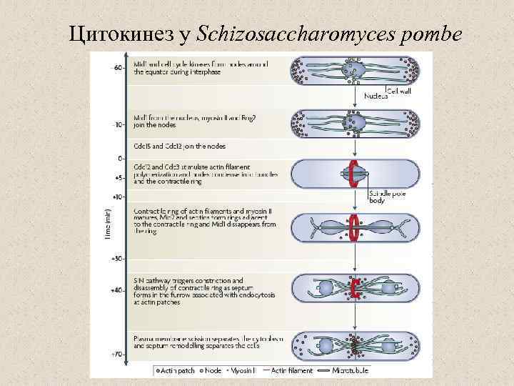 Цитокинез у Schizosaccharomyces pombe 