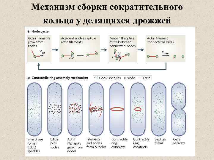 Механизм сборки сократительного кольца у делящихся дрожжей 