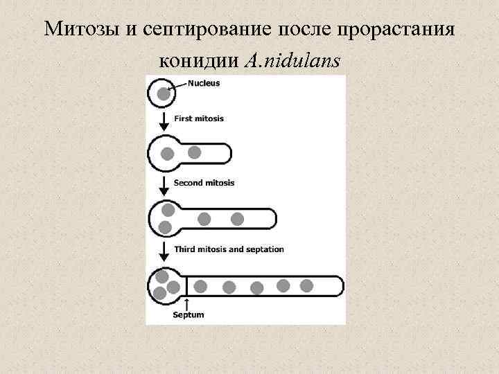 Митозы и септирование после прорастания конидии A. nidulans 