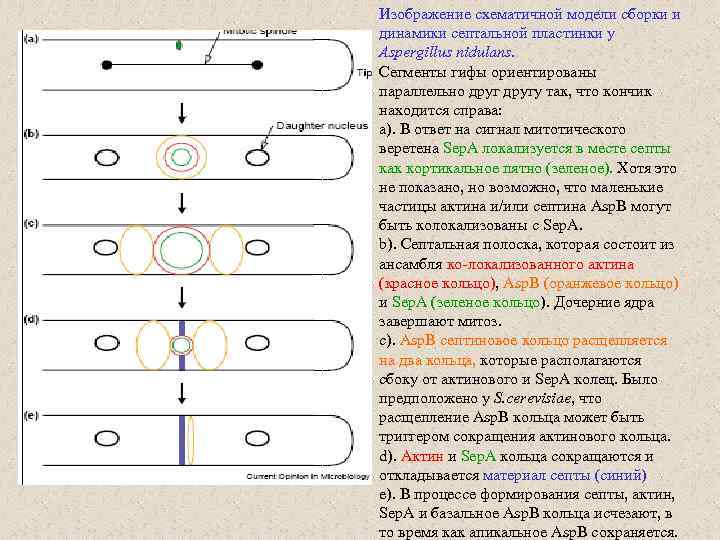 Изображение схематичной модели сборки и динамики септальной пластинки у Aspergillus nidulans. Сегменты гифы ориентированы