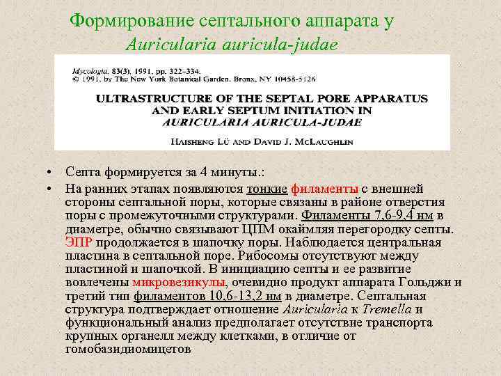 Формирование септального аппарата у Auricularia auricula-judae • Септа формируется за 4 минуты. : •