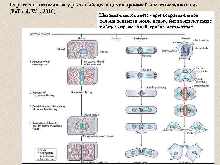 Стратегия цитокинеза у растений, делящихся дрожжей и клеток животных (Pollard, Wu, 2010) Механизм цитокинеза