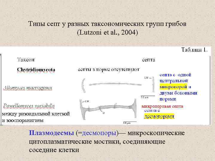 Типы септ у разных таксономических групп грибов (Lutzoni et al. , 2004) микропоровая септа