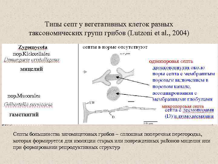 Типы септ у вегетативных клеток разных таксономических групп грибов (Lutzoni et al. , 2004)