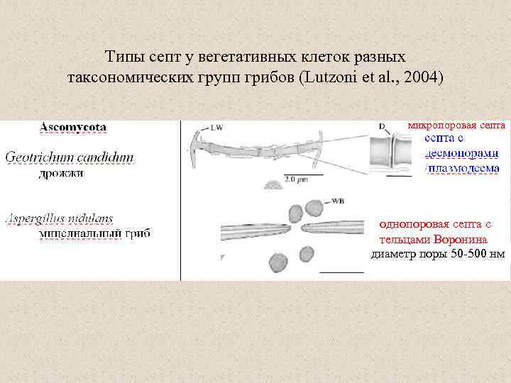 Типы септ у вегетативных клеток разных таксономических групп грибов (Lutzoni et al. , 2004)