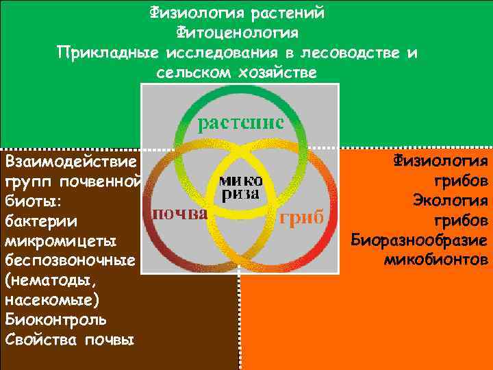 Физиология растений Фитоценология Прикладные исследования в лесоводстве и сельском хозяйстве Взаимодействие групп почвенной биоты: