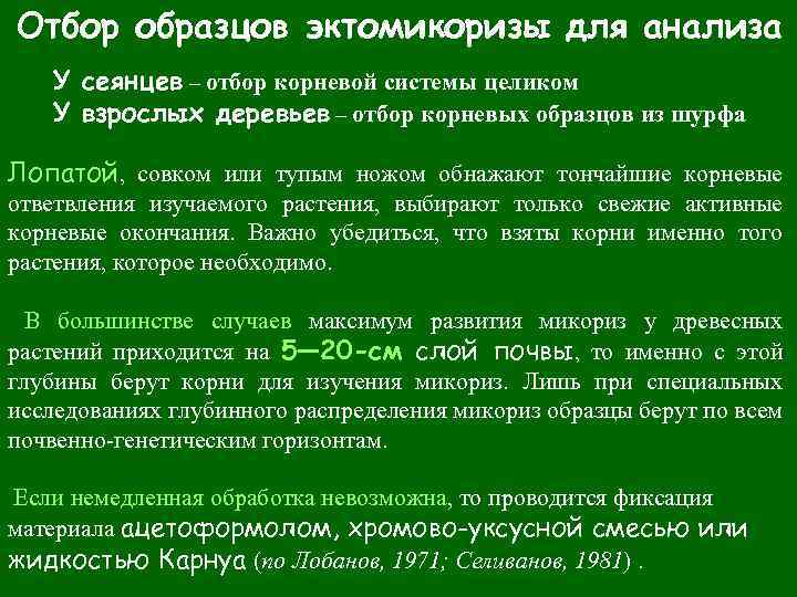 Отбор образцов эктомикоризы для анализа У сеянцев – отбор корневой системы целиком У взрослых