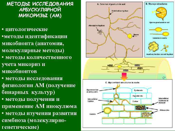 МЕТОДЫ ИССЛЕДОВАНИЯ АРБУСКУЛЯРНОЙ МИКОРИЗЫ (АМ) • цитологические • методы идентификации микобионта (анатомия, молекулярные методы)