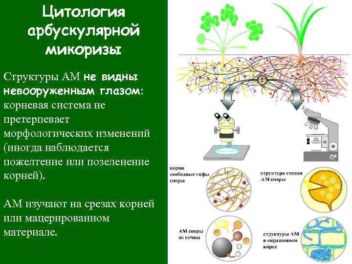 Цитология арбускулярной микоризы Структуры АМ не видны невооруженным глазом: корневая система не претерпевает морфологических