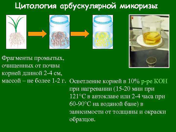 Арбускулярная микориза. Везикулярно-арбускулярная микориза. Арбускулярная микориза пример. Типы микоризы. Эндомикориза.