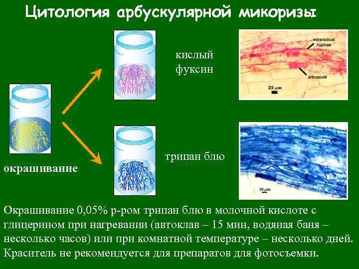 Цитология арбускулярной микоризы кислый фуксин окрашивание трипан блю Окрашивание 0, 05% р-ром трипан блю