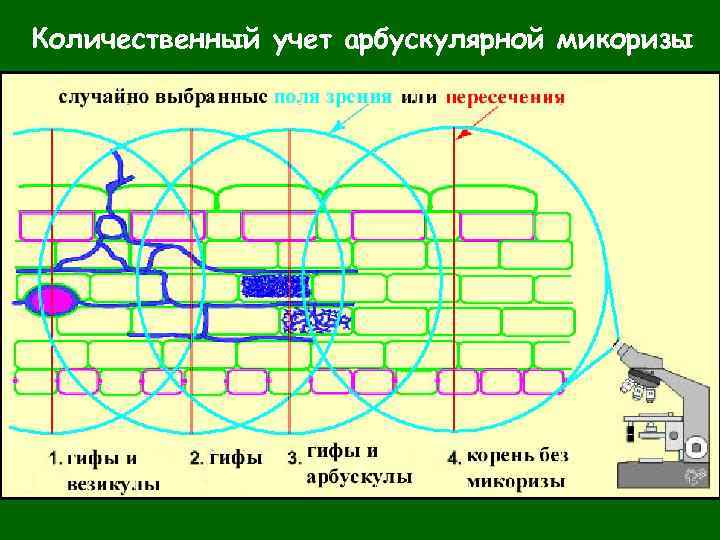 Количественный учет арбускулярной микоризы 