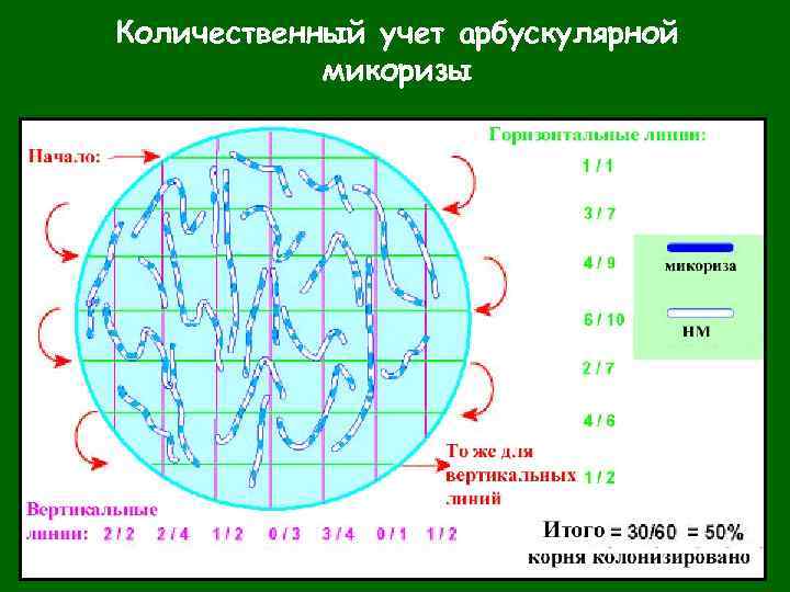 Количественный учет арбускулярной микоризы 