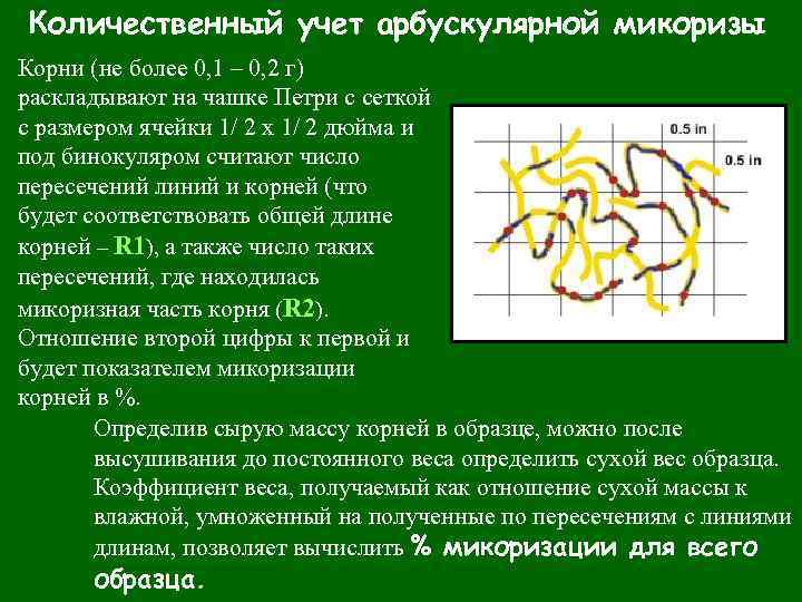 Количественный учет арбускулярной микоризы Корни (не более 0, 1 – 0, 2 г) раскладывают