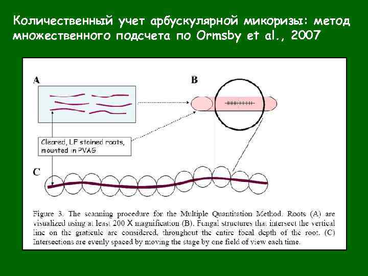 Количественный учет арбускулярной микоризы: метод множественного подсчета по Ormsby et al. , 2007 