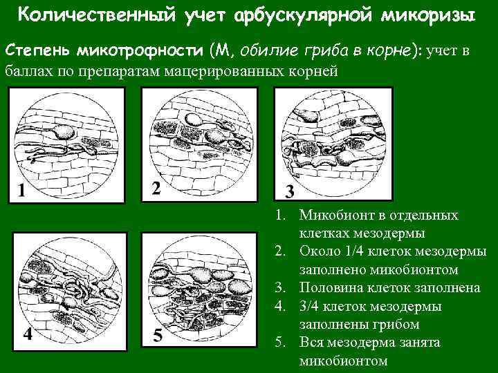 Микобионт на рисунке