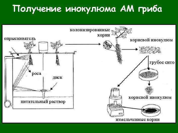 Сигналы грибов практическое руководство по оптимальному выращиванию грибов