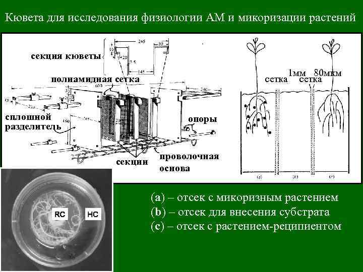 Кювета для исследования физиологии АМ и микоризации растений секция кюветы сетка полиамидная сетка сплошной