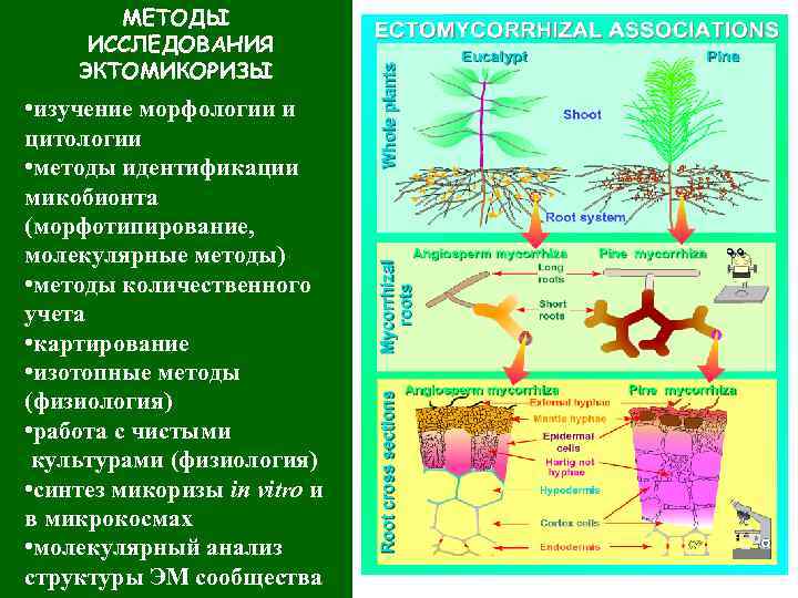 МЕТОДЫ ИССЛЕДОВАНИЯ ЭКТОМИКОРИЗЫ • изучение морфологии и цитологии • методы идентификации микобионта (морфотипирование, молекулярные