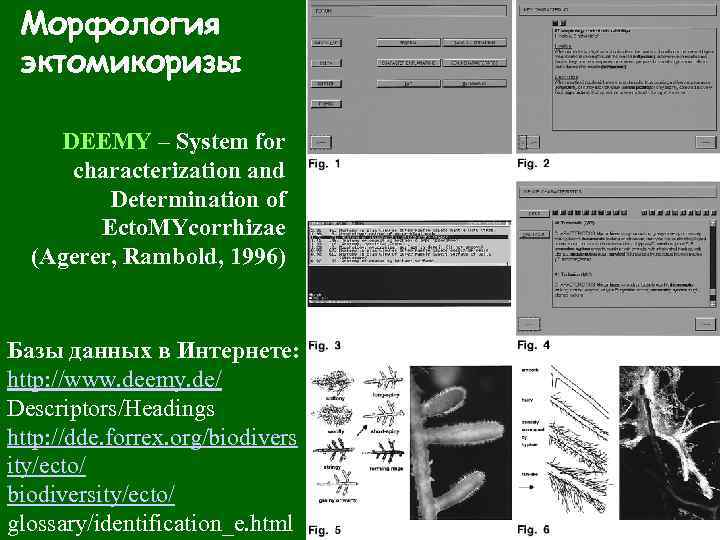 Морфология эктомикоризы DEEMY – System for characterization and Determination of Ecto. MYcorrhizae (Agerer, Rambold,