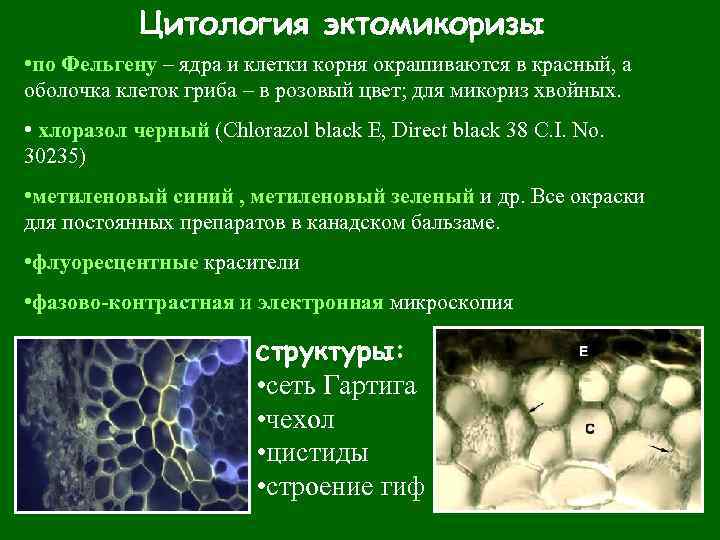 Цитология эктомикоризы • по Фельгену – ядра и клетки корня окрашиваются в красный, а