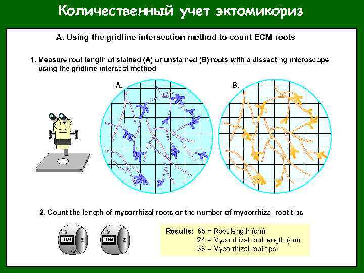 Количественный учет эктомикориз 