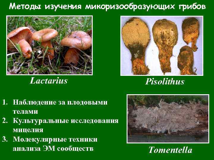 Грибы образующие микоризу. Способы микроскопического изучения грибов. Метод исследования грибов. Методы изучения микроскопических грибов. Методы обнаружения грибов.