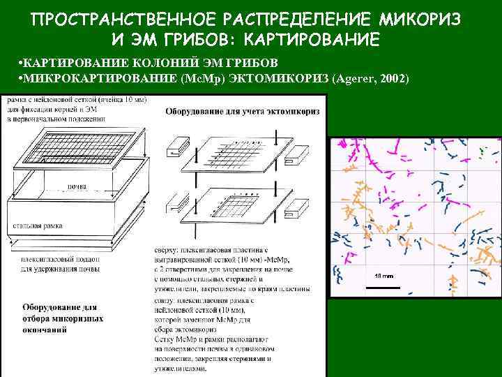 ПРОСТРАНСТВЕННОЕ РАСПРЕДЕЛЕНИЕ МИКОРИЗ И ЭМ ГРИБОВ: КАРТИРОВАНИЕ • КАРТИРОВАНИЕ КОЛОНИЙ ЭМ ГРИБОВ • МИКРОКАРТИРОВАНИЕ