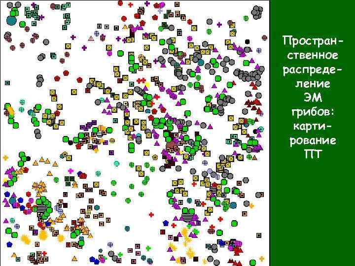 Пространственное распределение ЭМ грибов: картирование ПТ 