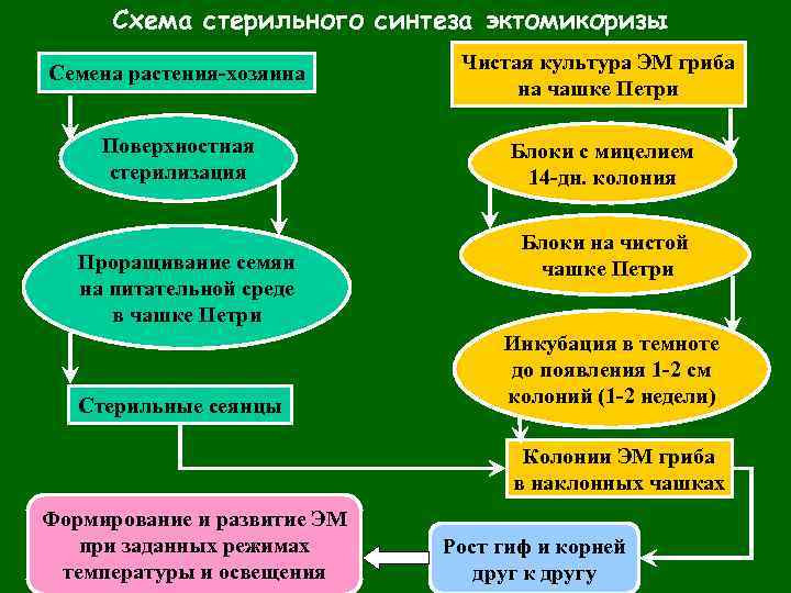 Схема стерильного синтеза эктомикоризы Семена растения-хозяина Чистая культура ЭМ гриба на чашке Петри Поверхностная