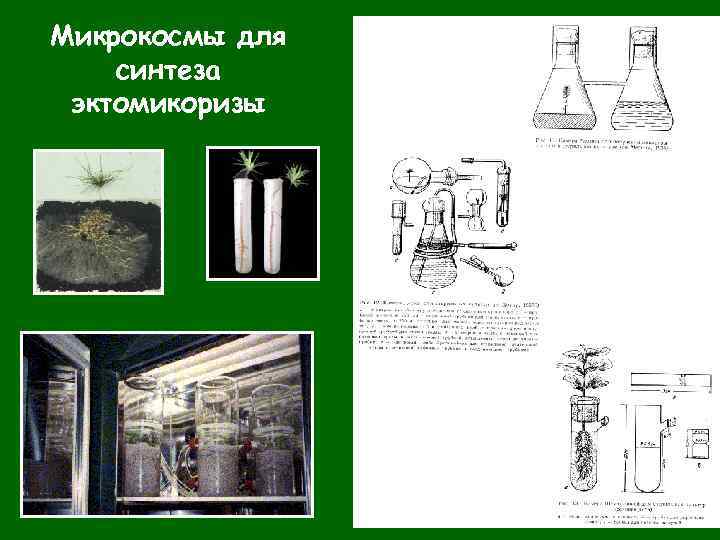 Микрокосмы для синтеза эктомикоризы 