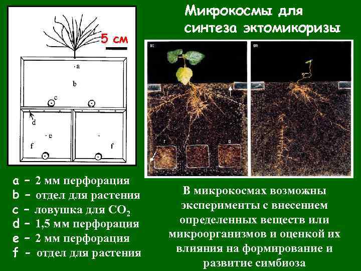 5 см а b c d e f – 2 мм перфорация – отдел