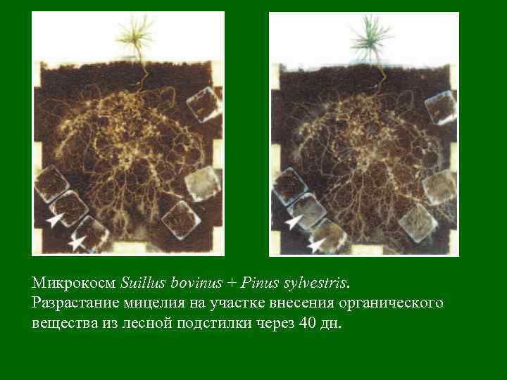 Микрокосм Suillus bovinus + Pinus sylvestris. Разрастание мицелия на участке внесения органического вещества из
