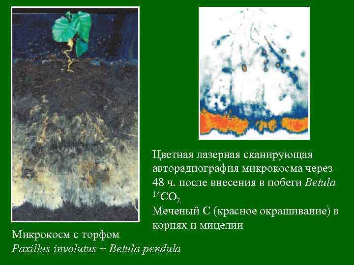 Цветная лазерная сканирующая авторадиография микрокосма через 48 ч. после внесения в побеги Betula 14