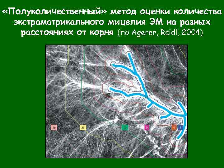  «Полуколичественный» метод оценки количества экстраматрикального мицелия ЭМ на разных расстояниях от корня (по