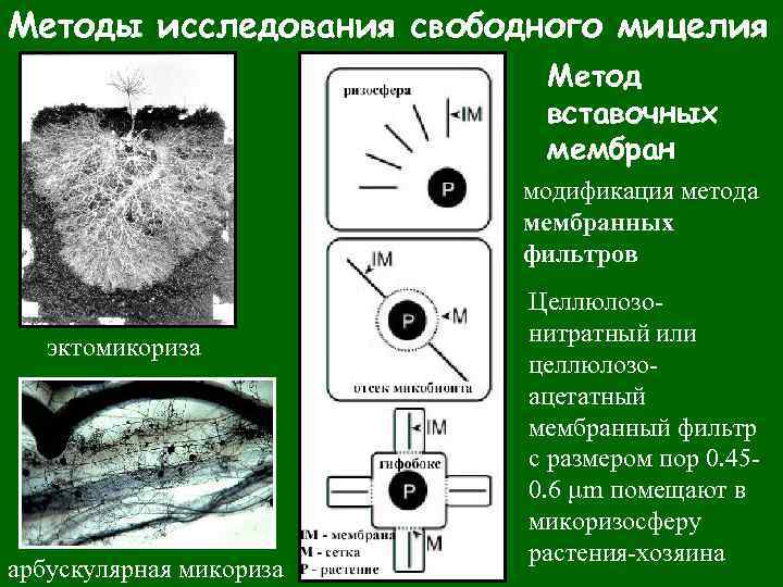 Исследование свободного. Методы исследования биологических мембран. Методы изучения мембран. Методы исследования мембран. Вставочные последовательности бактерий.