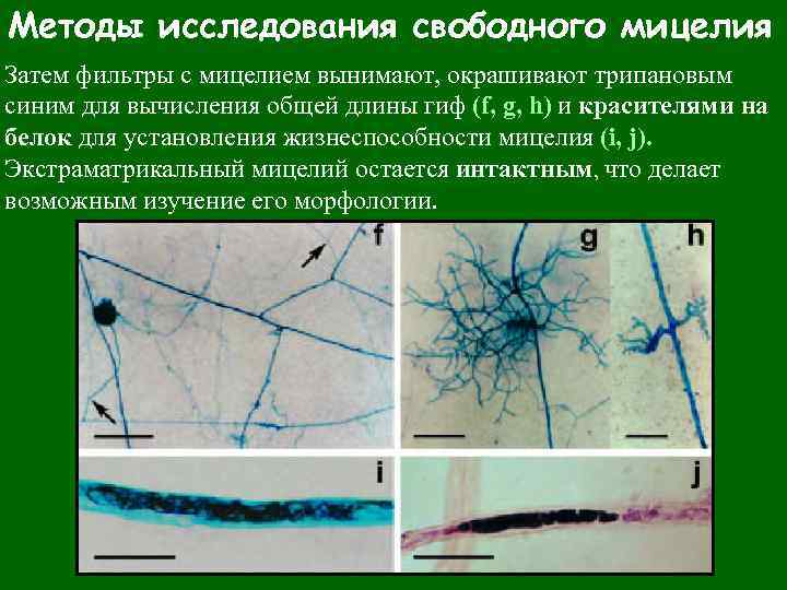 Исследование свободного. Методы исследования грибов дерматология. Трипановый синий методика. Окраска трипановым синим методика. Мицелий это микробиология.