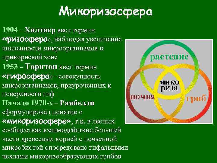 Микоризосфера 1904 – Хилтнер ввел термин «ризосфера» , наблюдая увеличение численности микроорганизмов в прикорневой