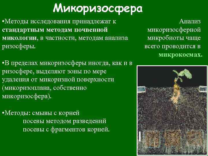 Микоризосфера • Методы исследования принадлежат к стандартным методам почвенной микологии, в частности, методам анализа